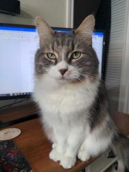 Lost Male Cat last seen Middle of Jersey Village neighborhood, Jersey Village, TX 77040