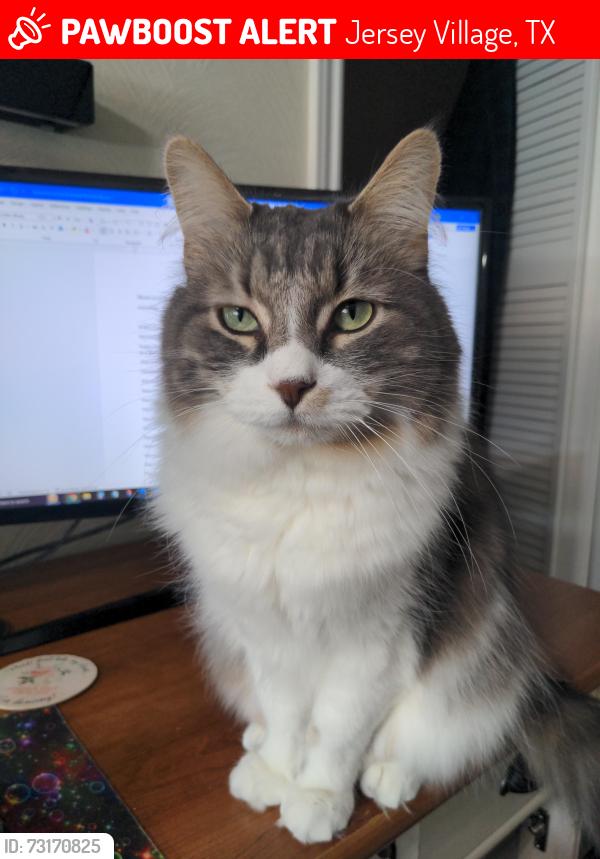 Lost Male Cat last seen Middle of Jersey Village neighborhood, Jersey Village, TX 77040