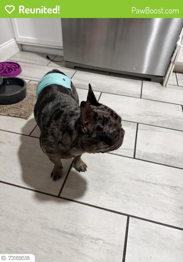 Reunited Male Dog last seen Tyler road, Wichita, KS 67205