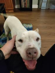 Found/Stray Female Dog last seen John S. Park Elementary School, Las Vegas, NV 89104