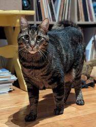 Lost Male Cat last seen Laurier/St-Denis, Montréal, QC H2J 2P1