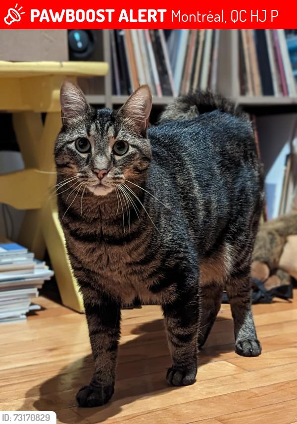 Lost Male Cat last seen Laurier/St-Denis, Montréal, QC H2J 2P1