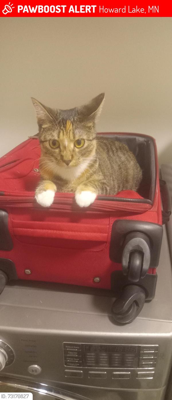 Lost Female Cat last seen Maple St SW Howard lake, Howard Lake, MN 55349