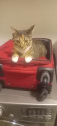 Lost Female Cat last seen Maple St SW Howard lake, Howard Lake, MN 55349