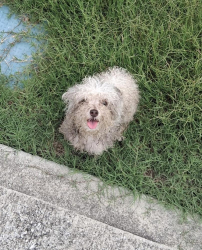 Lost Female Dog last seen Grey Fox Way, Crossrail Drive, South Fulton, GA 30296