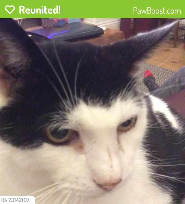 Reunited Male Cat last seen Admarality street, , England PL7
