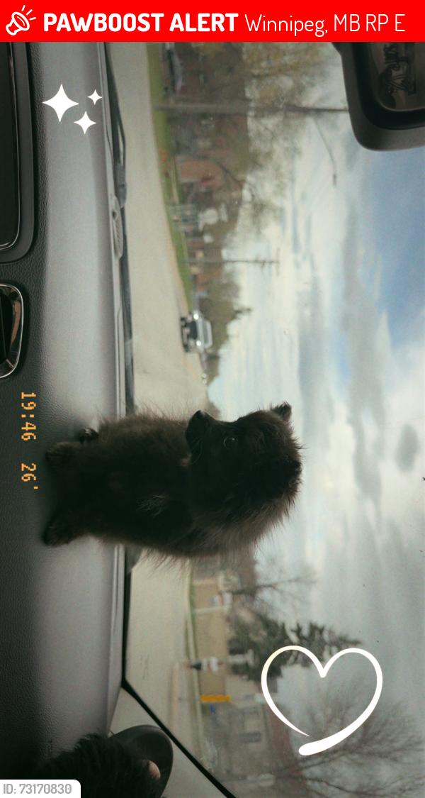 Lost Female Dog last seen Jefferson, Winnipeg, MB R2P 0E7