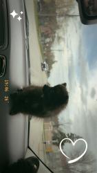 Lost Female Dog last seen Jefferson, Winnipeg, MB R2P 0E7