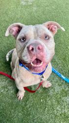 Shelter Stray Male Dog last seen Near BLOCK SW 187TH AVE, 3599 NW 79th Ave, Doral, FL 33122, USA
