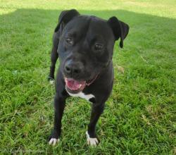 Shelter Stray Male Dog last seen , 11800 Sunset Gardens Rd SW, Albuquerque, NM 87121, USA