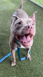 Shelter Stray Female Dog last seen Near BLOCK E 3 AVE, 3599 NW 79th Ave, Doral, FL 33122, USA