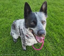 Shelter Stray Female Dog last seen Near BLOCK PLAZA CONZUELO, 11800 Sunset Gardens Rd SW, Albuquerque, NM 87121, USA