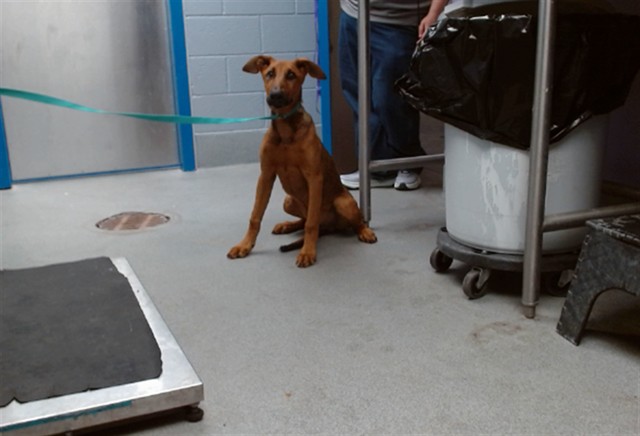 Shelter Stray Male Dog last seen ALAMOSO PARK, 11800 Sunset Gardens Rd SW, Albuquerque, NM 87121, USA