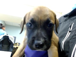 Shelter Stray Female Dog last seen Near BLOCK WASHINGTON AVE, 3599 NW 79th Ave, Doral, FL 33122, USA