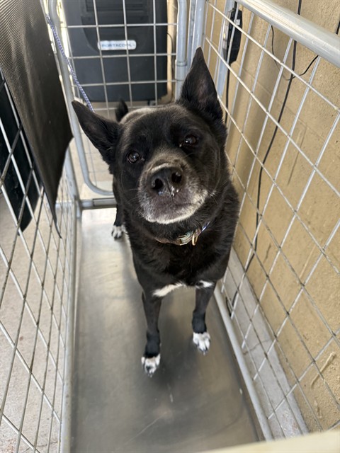 Shelter Stray Male Dog last seen 31OO BLK VICTORIA WY BAKERSFIELD,CA, 201 S Mt Vernon Ave, Bakersfield, CA 93307, USA
