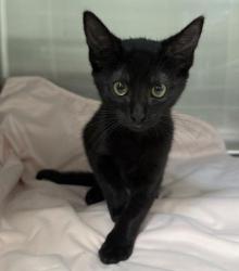 Shelter Stray Female Cat last seen , 3201 Lacy St, Los Angeles, CA 90031, USA