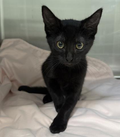 Shelter Stray Female Cat last seen , 3201 Lacy St, Los Angeles, CA 90031, USA