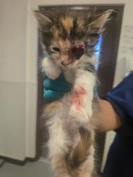 Shelter Stray Female Cat last seen RUSSEL ST BAKERSFIELD, 201 S Mt Vernon Ave, Bakersfield, CA 93307, USA