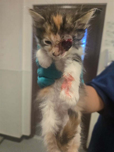 Shelter Stray Female Cat last seen RUSSEL ST BAKERSFIELD, 201 S Mt Vernon Ave, Bakersfield, CA 93307, USA