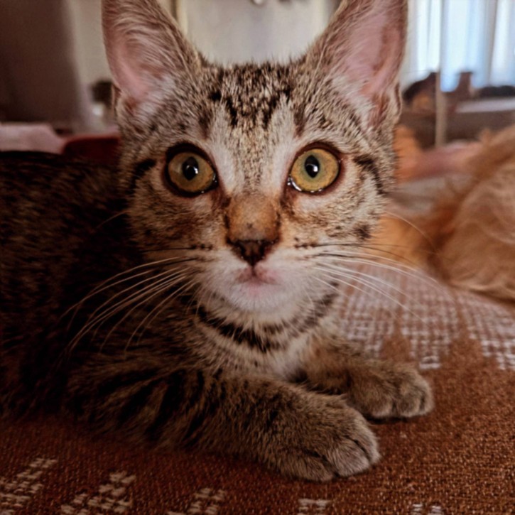 Shelter Stray Female Cat last seen , 3201 Lacy St, Los Angeles, CA 90031, USA