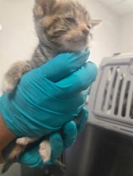 Shelter Stray Female Cat last seen RUSSEL ST BAKERSFIELD, 201 S Mt Vernon Ave, Bakersfield, CA 93307, USA
