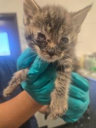 Shelter Stray Female Cat last seen RUSSEL ST BAKERSFIELD, 201 S Mt Vernon Ave, Bakersfield, CA 93307, USA