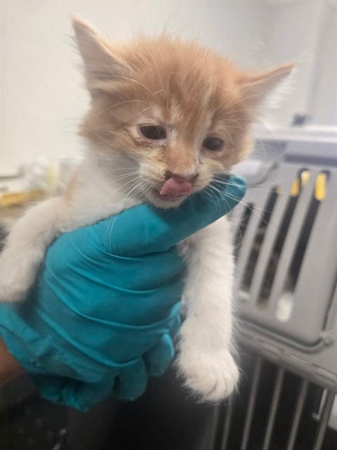Shelter Stray Female Cat last seen RUSSEL ST BAKERSFIELD, 201 S Mt Vernon Ave, Bakersfield, CA 93307, USA