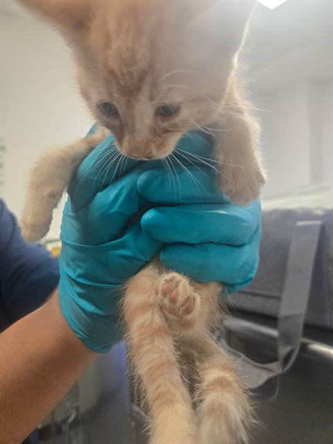 Shelter Stray Unknown Cat last seen RUSSEL ST BAKERSFIELD, 201 S Mt Vernon Ave, Bakersfield, CA 93307, USA