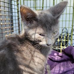 Shelter Stray Female Cat last seen N ELMENDORF, 4710 TX-151, San Antonio, TX 78227, USA