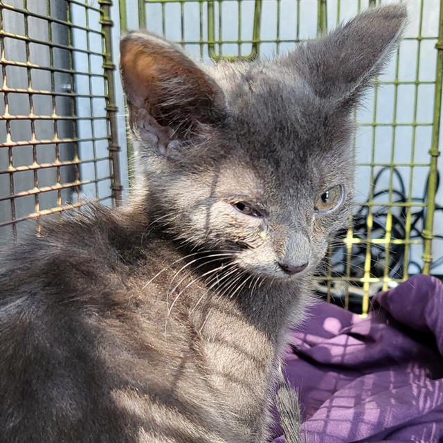 Shelter Stray Female Cat last seen N ELMENDORF, 4710 TX-151, San Antonio, TX 78227, USA