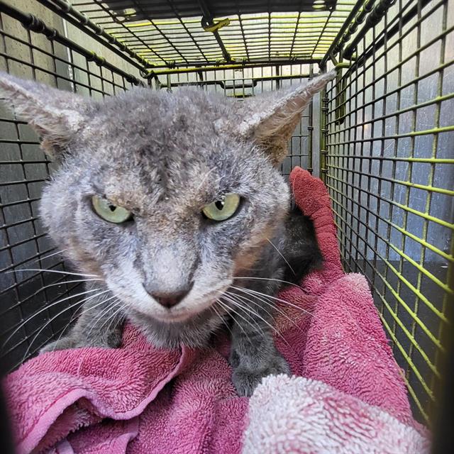 Shelter Stray Male Cat last seen LOMBRANO, 4710 TX-151, San Antonio, TX 78227, USA