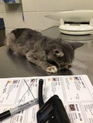 Shelter Stray Female Cat last seen WATER WORLD, 12155 Park Blvd, Brighton, CO 80601, USA