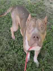 Shelter Stray Male Dog last seen Near BLOCK NW 36 ST, LAUDERDALE LAKES FL 33309, 2400 SW 42nd St, Fort Lauderdale, FL 33312, USA