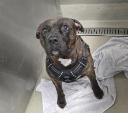 Shelter Stray Male Dog last seen Near BLOCK LA SALLE BLVD, MIRAMAR FL 33023, 2400 SW 42nd St, Fort Lauderdale, FL 33312, USA