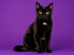 Shelter Stray Female Cat last seen , 2020 Forest St, Jacksonville, FL 32204, USA