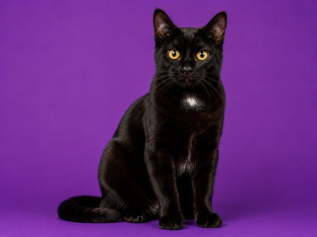 Shelter Stray Female Cat last seen , 2020 Forest St, Jacksonville, FL 32204, USA
