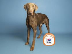 Shelter Stray Male Dog last seen 29TH ST/WASHINGTON ST, 5501 E Van Buren St, Phoenix, AZ 85008, USA