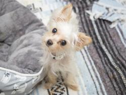 Shelter Stray Female Dog last seen 19TH AVE/DUNLAP, 5501 E Van Buren St, Phoenix, AZ 85008, USA