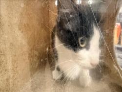 Shelter Stray Female Cat last seen , 957 N Gaffey St, San Pedro, CA 90731, USA