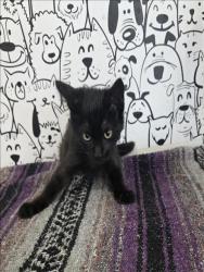 Shelter Stray Unknown Cat last seen , 957 N Gaffey St, San Pedro, CA 90731, USA