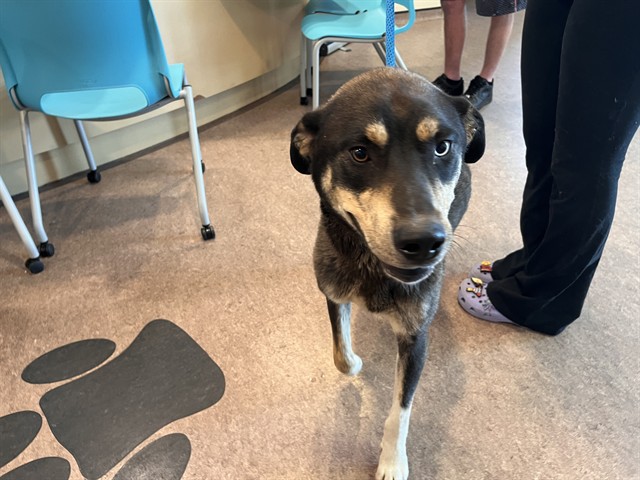 Shelter Stray Male Dog last seen SUTTER AND PAGE, 1705 S Hanley Rd, Brentwood, MO 63144, USA