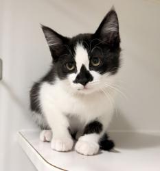 Shelter Stray Female Cat last seen GRACE/MONTGOMERY, 16 Barnes Ct, Hayward, CA 94544, USA