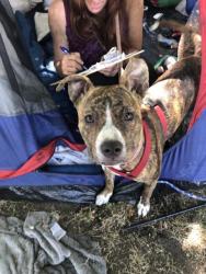 Shelter Stray Female Dog last seen 16TH ST & A ST, 2127 Front St, Sacramento, CA 95818, USA