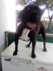 Shelter Stray Male Dog last seen SANTIAGO AVE & EDGEWATER RD, 2127 Front St, Sacramento, CA 95818, USA