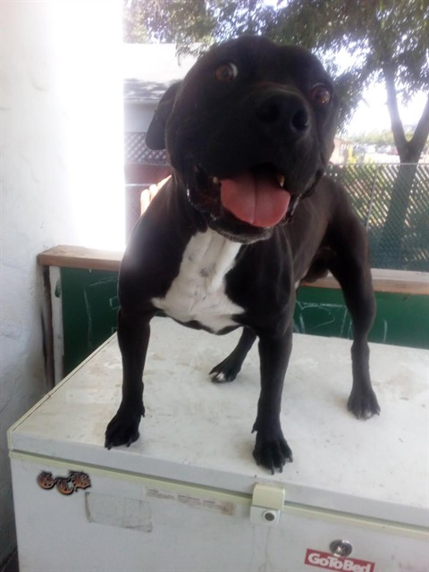 Shelter Stray Male Dog last seen SANTIAGO AVE & EDGEWATER RD, 2127 Front St, Sacramento, CA 95818, USA