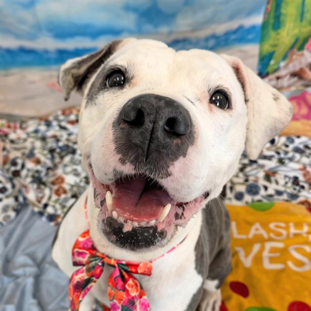 Shelter Stray Female Dog last seen Near, 2600 S Harding St, Indianapolis, IN 46221, USA