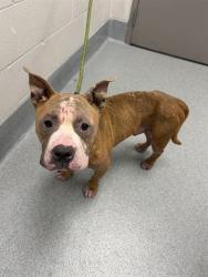 Shelter Stray Male Dog last seen Near, 2600 S Harding St, Indianapolis, IN 46221, USA