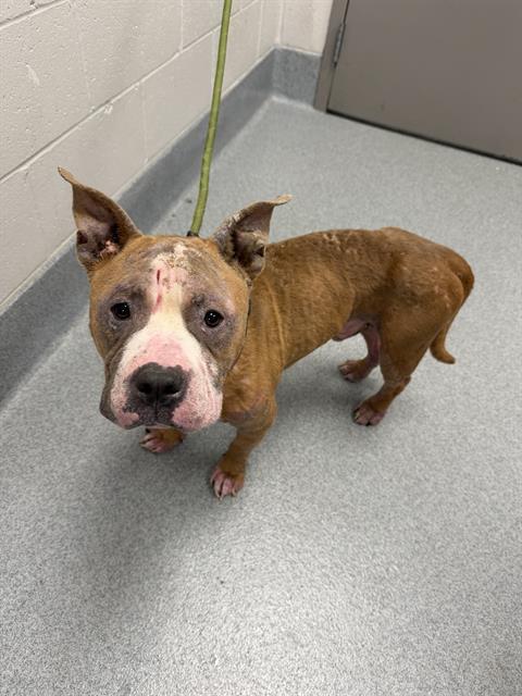 Shelter Stray Male Dog last seen Near, 2600 S Harding St, Indianapolis, IN 46221, USA