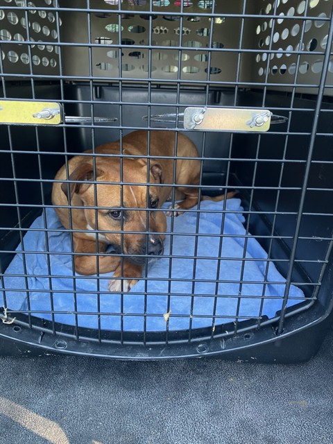 Shelter Stray Female Dog last seen Near BLOCK SUNSET PARK,63031, 10521 Baur Blvd, Olivette, MO 63132, USA