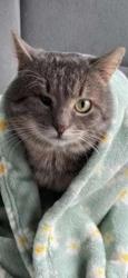 Lost Male Cat last seen Near E Lancaster Ave, Home2Suites Downingtown PA, Downingtown, PA 19335